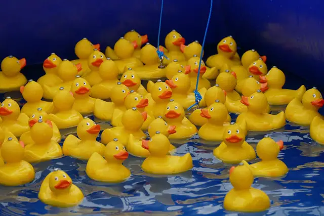 rubber duck in water
